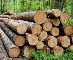 Sản phẩm gỗ và các sản phẩm từ gỗ